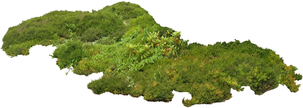 草坪